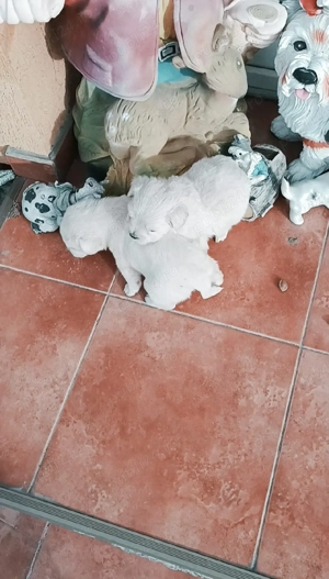 băiețel si fetițaajut cu transport în țară - imagine 3