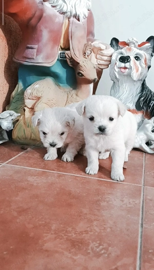 băiețel și fetița ajut cu transport în țară contra cost