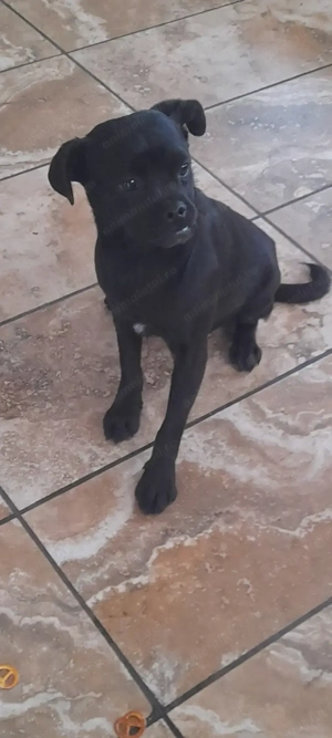 Catel in varsta de 10 luni jucaus si f dulce si cuminte se doneaza pt cineva care si.l doreste  .