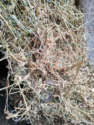 Baloţi de lucernă de vânzare