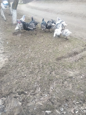 Vând curci și curcani - imagine 2