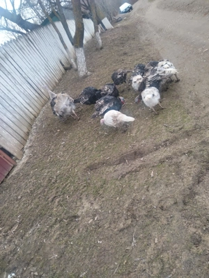 Vând curci și curcani - imagine 3