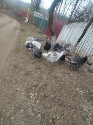 Vând curci și curcani