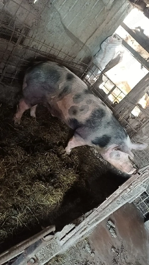 Vand porc de sacrificare de pastee  - imagine 3