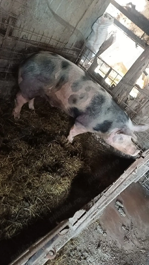 Vand porc de sacrificare de pastee  - imagine 2