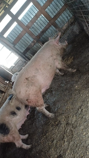 Vând vierr are 300 kgg  - imagine 2