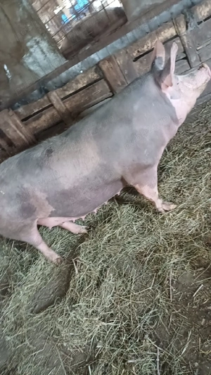 Vand purcea genstanta asta este a 2 fatare are 250 kg  - imagine 3