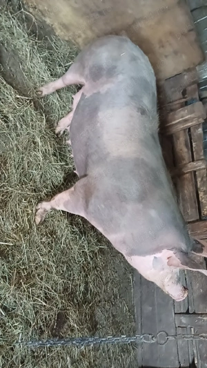 Vand purcea genstanta asta este a 2 fatare are 250 kg  - imagine 2