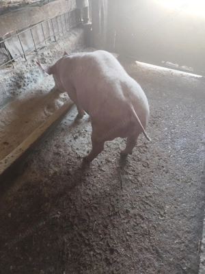 De vânzare vierut Pietran  - imagine 4