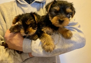 Vând puiuț Yorkshire Terrier  - imagine 3