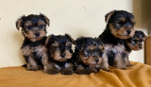 Vând puiuț Yorkshire Terrier 