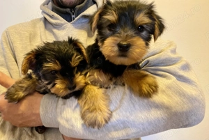 Disponibili puiuț Yorkshire terrier  - imagine 4