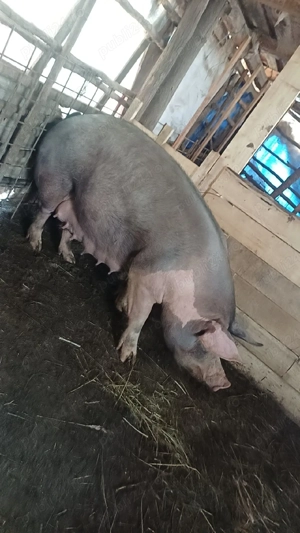 Vand purcea belgiana trebuie sa fete - imagine 3