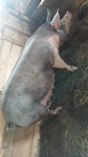 Vand purcea belgiana trebuie sa fete - imagine 2