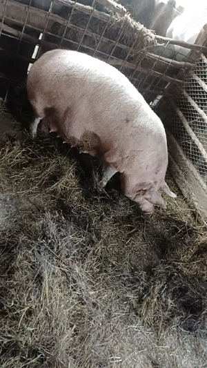 Vand purcea trebuie sa fete ofertaaa  - imagine 3