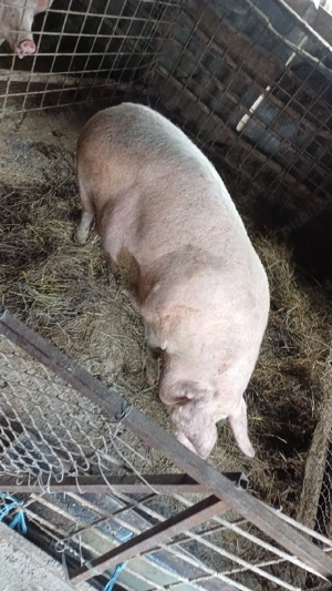 Vand purcea trebuie sa fete ofertaaa  - imagine 2