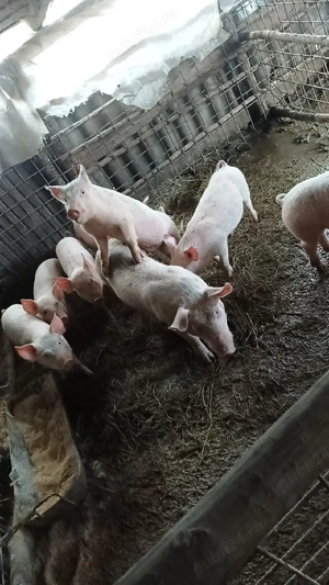 vând porci are 30 kg <35 pret 550 lei negociabil  - imagine 5
