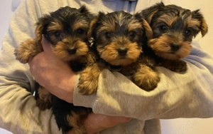 Vând puiuț Yorkshire Terrier  - imagine 4