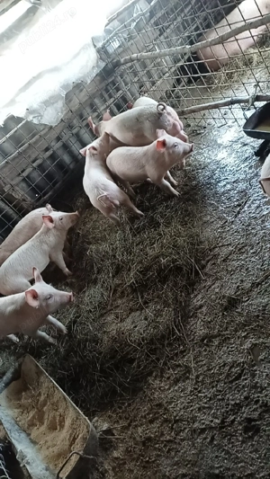 vând porci are 30 kg <35 pret 550 lei negociabil  - imagine 4