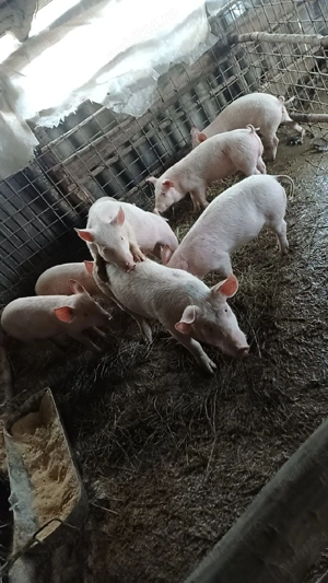 vând porci are 30 kg <35 pret 550 lei negociabil  - imagine 2