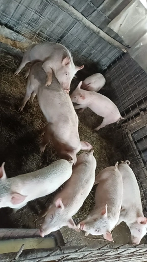 vând porci are 30 kg <35 pret 550 lei negociabil  - imagine 3