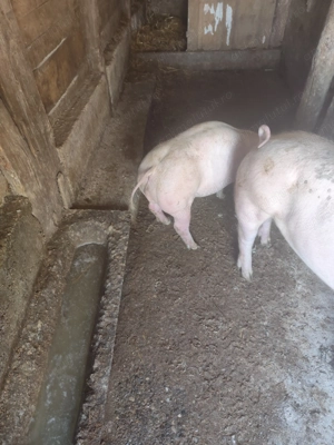 De vânzare doi vierutii