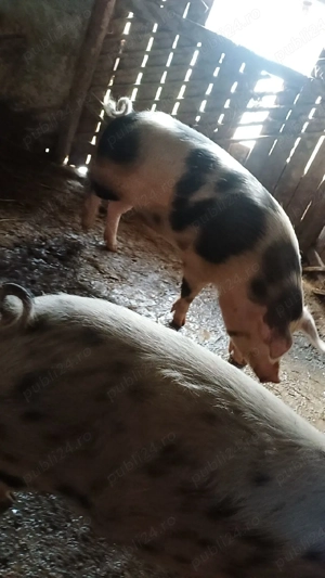 Vand vierr monta pret 3000lei negociabil  - imagine 2