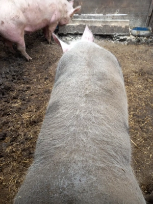 porci de carne  - imagine 2