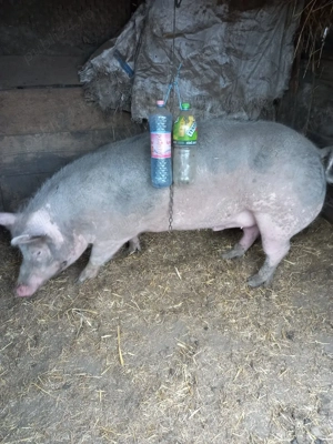 porci de carne  - imagine 5