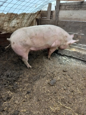 porci de carne  - imagine 3