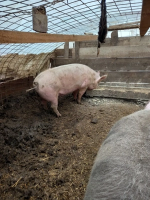 porci de carne  - imagine 4