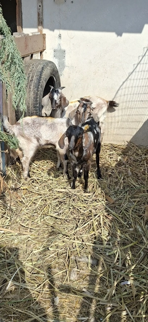 Anglonubian tapisori - imagine 3