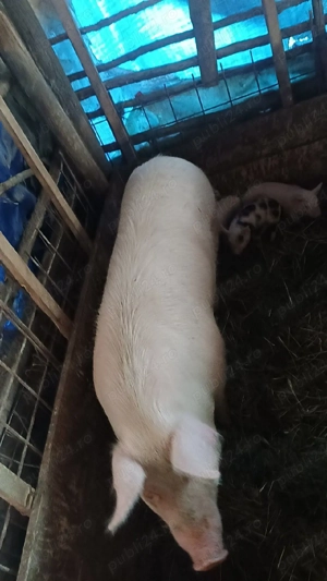 Vand purcea cu porci pret 2900lei neg - imagine 3