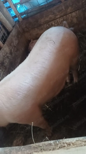 Vand purcea cu porci pret 2900lei neg - imagine 2