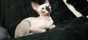 Suntem 2 motani sphynx  - imagine 2