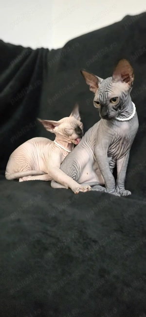 Suntem 2 motani sphynx 