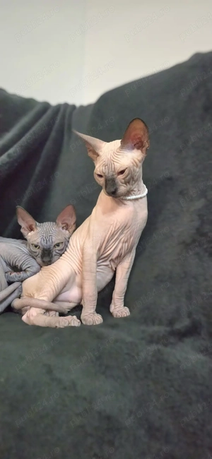 Suntem 2 motani sphynx  - imagine 5
