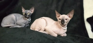 Suntem 2 motani sphynx  - imagine 3