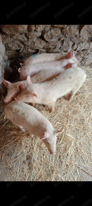 Șoldani,3 luni jumate,!! - imagine 2