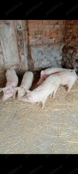 Șoldani,3 luni jumate,!! - imagine 3