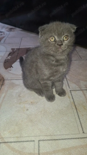 Baiat schottish fold - imagine 2