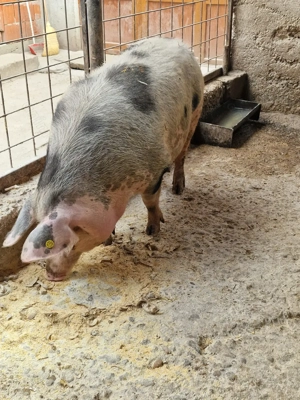 Scraoafă gestantă. Pietran - imagine 2