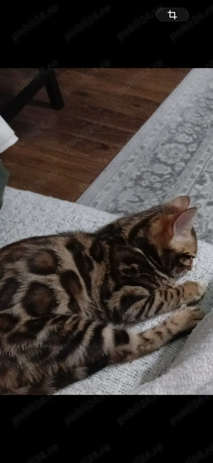 Vând pui pisică Bengal brown , ochii verzi 