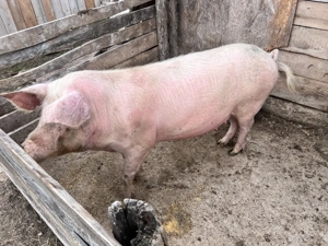 Purcica de vânzare  - imagine 2