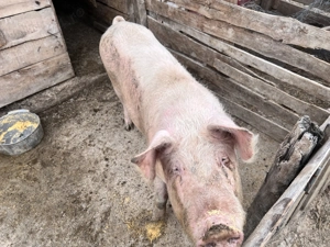 Purcica de vânzare  - imagine 4