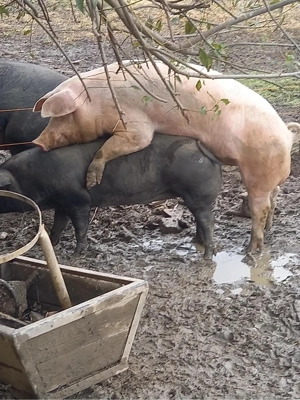 vier landrace pur 150-160kg