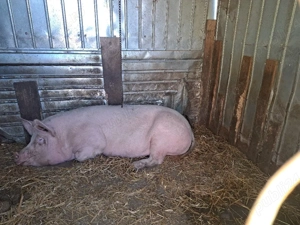 Scroafâ disponibila