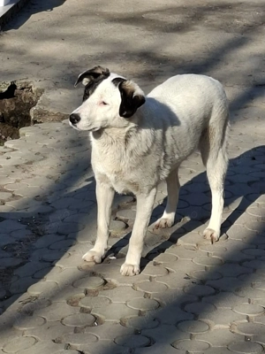 Donez catelusa 8 luni, sterilizata, talie medie