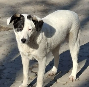 Donez catelusa 8 luni, sterilizata, talie medie - imagine 3