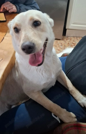 Donez catelusa de 10 luni, sterilizata, talie medie 12 kg - imagine 3